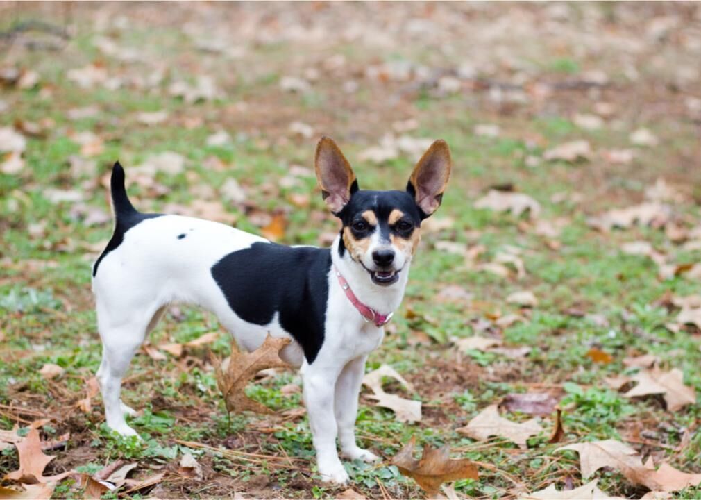 #22. Rat terrier